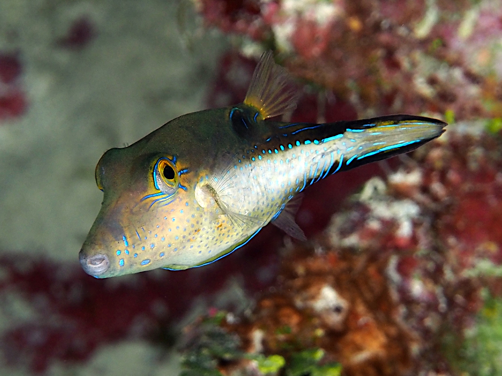 Sharpnose Puffer